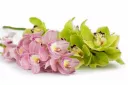 Jak správně pečovat o orchideje